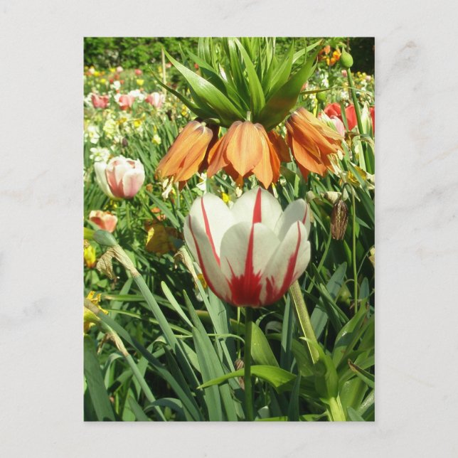 Postal El diseño floral de Stacey (Anverso)