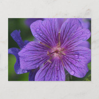 Postal El diseño floral de Stacey