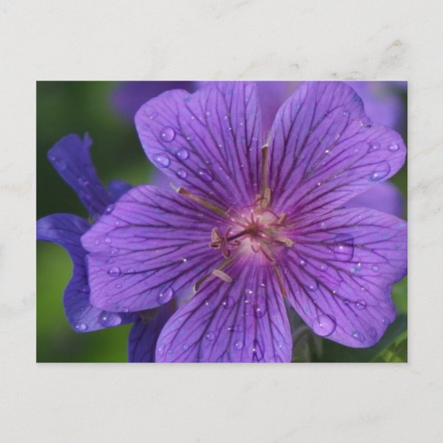 Postal El diseño floral de Stacey (Anverso)