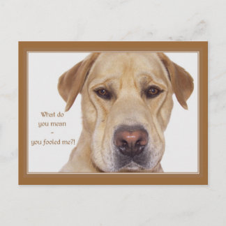 Postal El divertido Labrador del día del tonto de abril