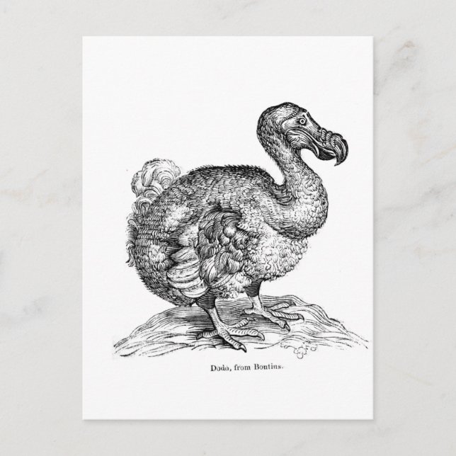 Postal El Dodo (Anverso)