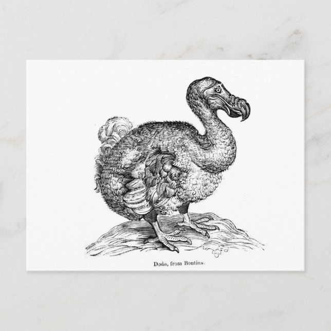 Postal El Dodo (Anverso)