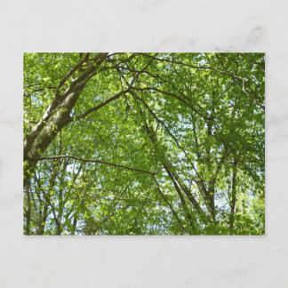 Postal El dosel de la primavera deja la naturaleza verde