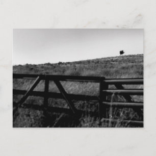 Postal El drama de un árbol solitario