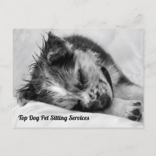 Postal El durmiente pastor australiano Mascota Sitter