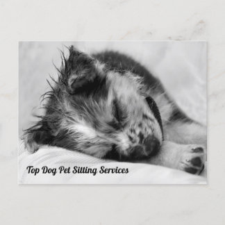 Postal El durmiente pastor australiano Mascota Sitter