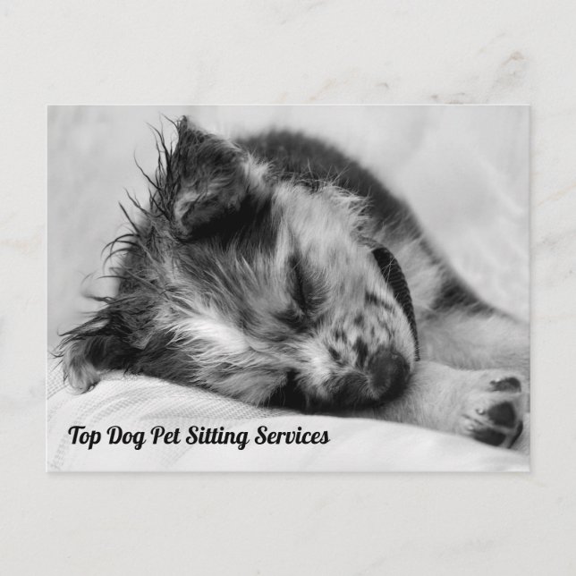 Postal El durmiente pastor australiano Mascota Sitter (Anverso)