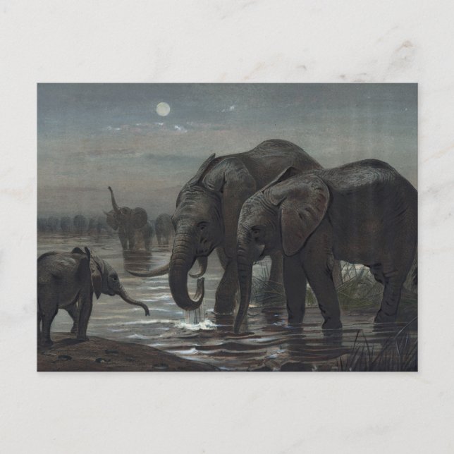 Postal El elefante africano de Joseph Wolf (Anverso)