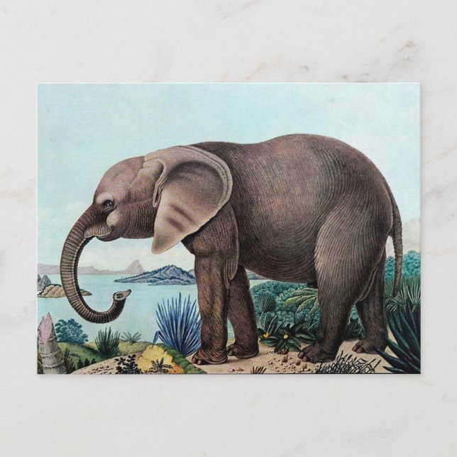 Postal El elefante africano Der Afrikanische (Anverso)