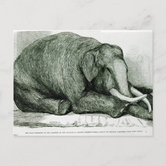 Postal El elefante muerto (Anverso)