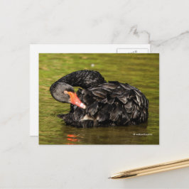 Postal El elegante y asombroso cisne negro en el estanque