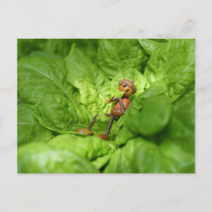 Postal El elfo de bellota vegetariano está comiendo una e