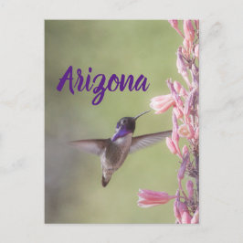Postal El encantador costarricense Hummingbird , Arizona