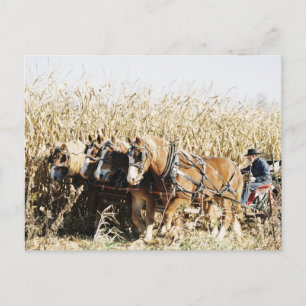 Postal El equipo Amish cosecha maíz
