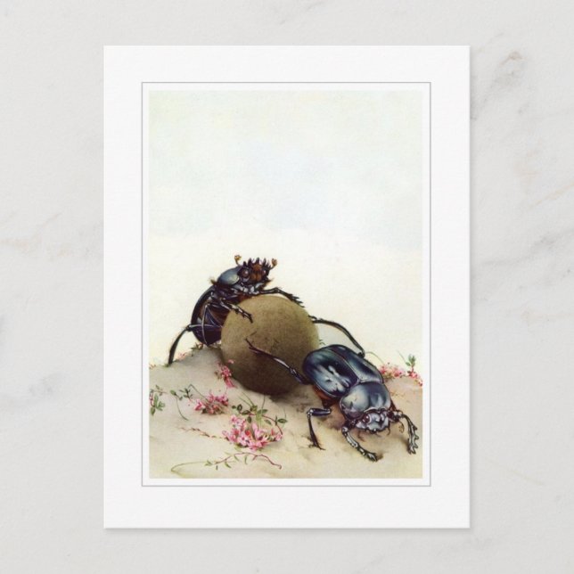 Postal El escarabajo sagrado (Anverso)