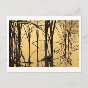 Postal el espejo es un mentiroso