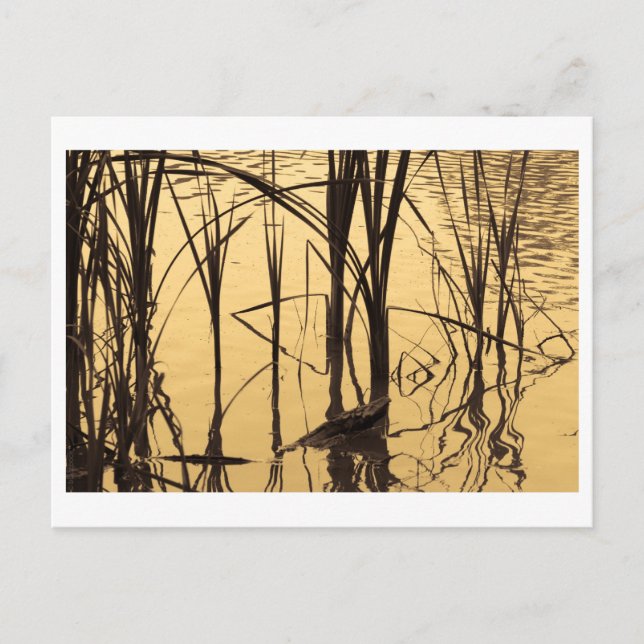 Postal el espejo es un mentiroso (Anverso)