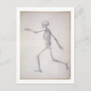 Postal El esqueleto humano, vista lateral, de la serie