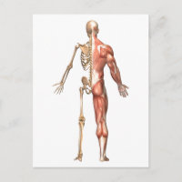 El Esqueleto Humano Y El Sistema Muscular, Atrás