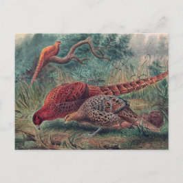 Postal El faisán de Soemmerring de Joseph Wolf