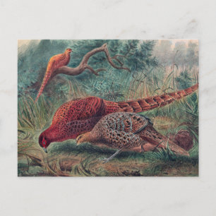 Postal El faisán de Soemmerring de Joseph Wolf