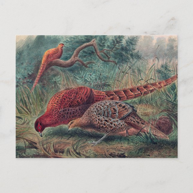 Postal El faisán de Soemmerring de Joseph Wolf (Anverso)