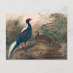 Postal El faisán de Swinhoe por Joseph Wolf
