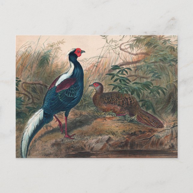 Postal El faisán de Swinhoe por Joseph Wolf (Anverso)