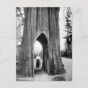 Postal El famoso árbol de bicicletas de Snohomish