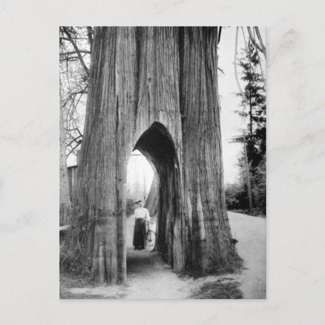 Postal El famoso árbol de bicicletas de Snohomish (Anverso)