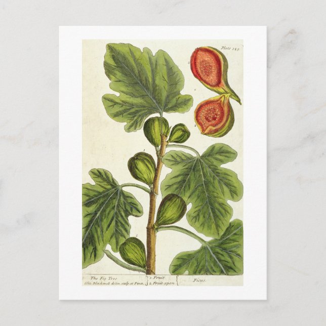 Postal El Fig Tree, placa 125 de A Curious Herbal, p (Anverso)