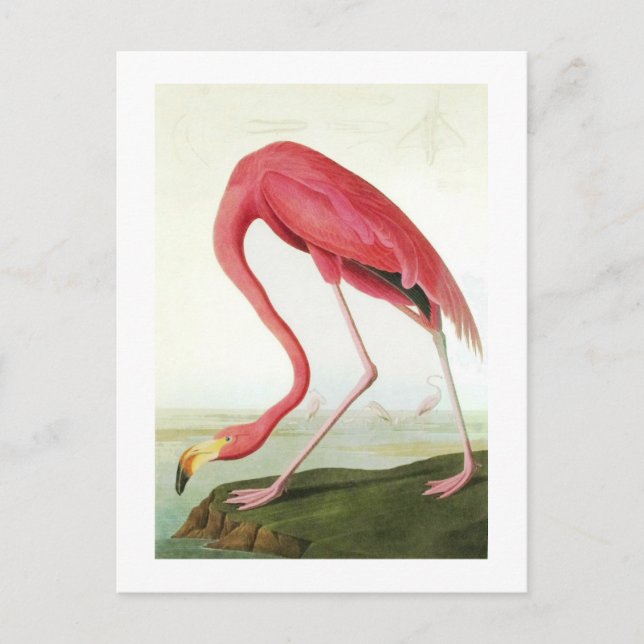 Postal El flamenco de Audubon (Anverso)