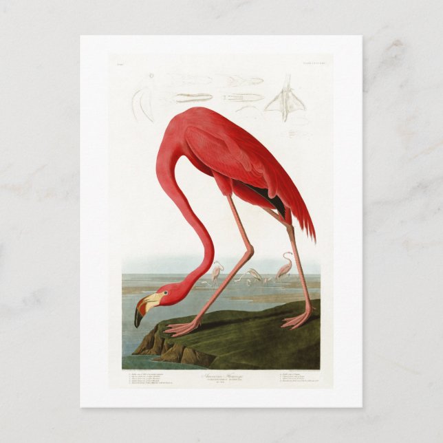 Postal El flamenco norteamericano John Audubon Birds of A (Anverso)