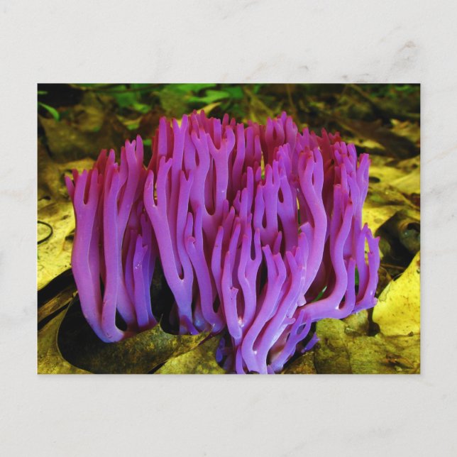 Postal El Fungo Violeta Coral Clavaria Zollingeri (Anverso)