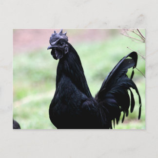 Postal El gallo de Ayam Cemani llamado Vlad