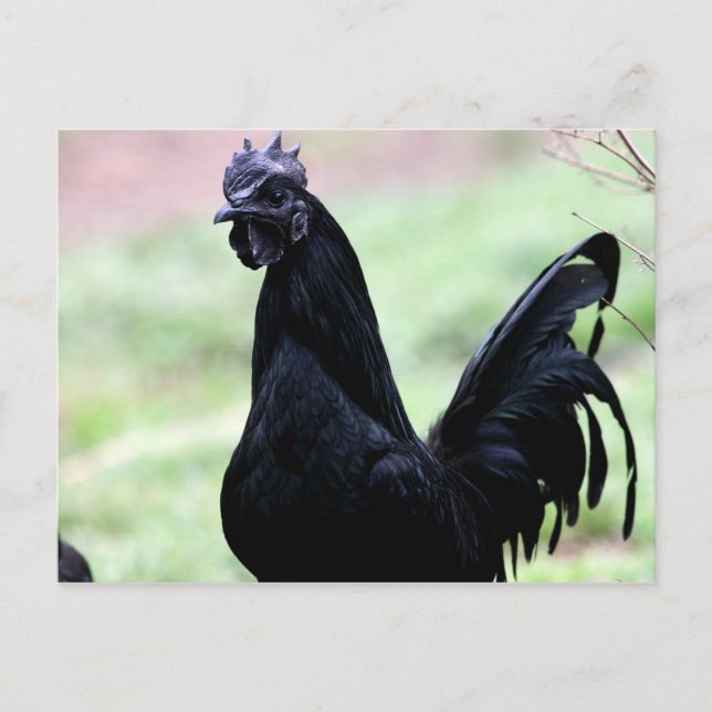 Postal El gallo de Ayam Cemani llamado Vlad (Anverso)