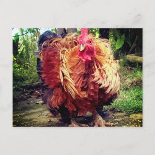 Postal El Gallo de Casa