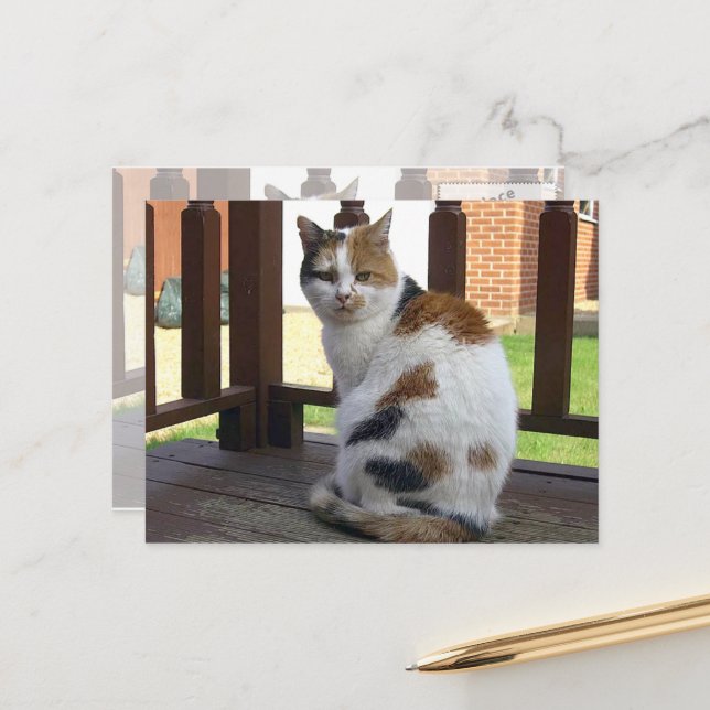 Postal El gato de Calico se sentó en la terraza al aire l (Anverso/Reverso In Situ)