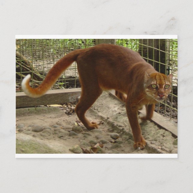 Postal El gato de la bahía (Pardofelis badia) (Anverso)