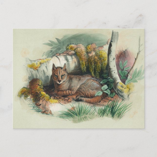 Postal El gato egipcio de Joseph Wolf (Anverso)