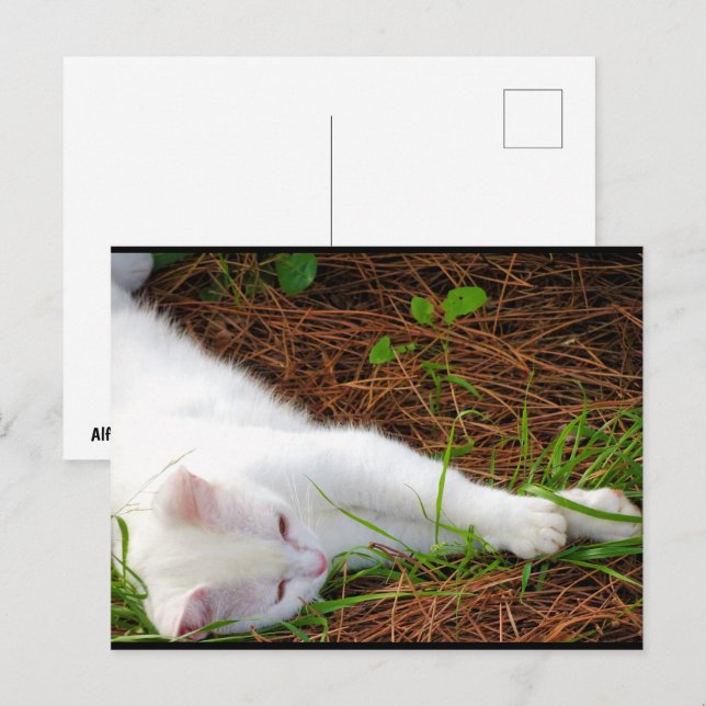 Postal El gato en las agujas de pino (Anverso / Reverso)