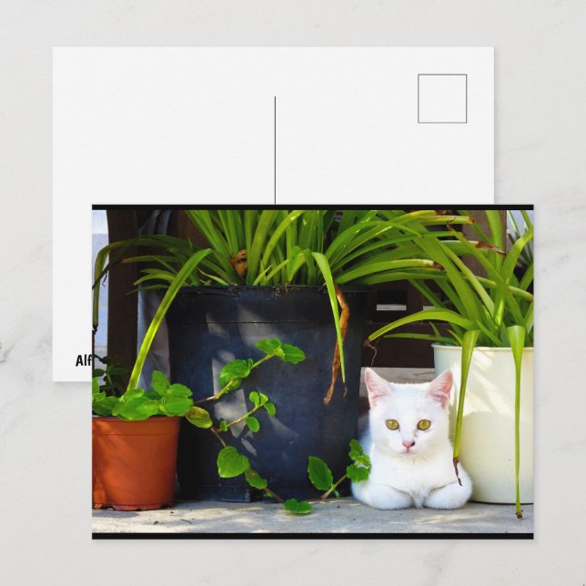 Postal El Gato Entre las Plantas (Anverso / Reverso)