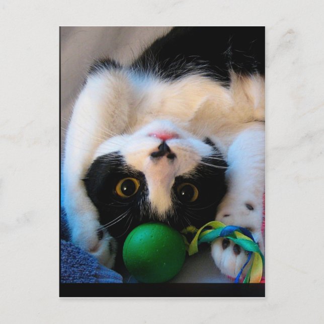 Postal El gato está acostado en la cama (Anverso)