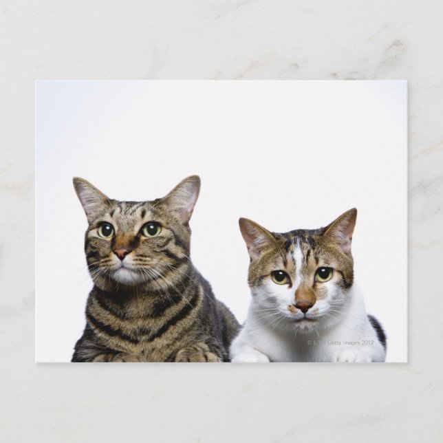 Postal El gato japonés y el gato manx de fondo blanco (Anverso)