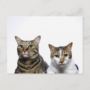 Postal El gato japonés y el gato manx de fondo blanco
