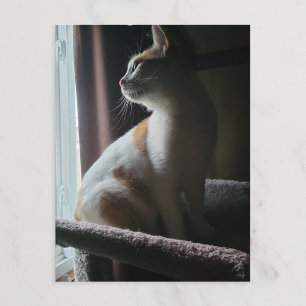 Postal El gato más dramático en el árbol de gato de la hi