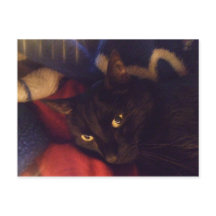 El gato más hermoso del mundo