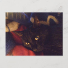 Postal El gato más hermoso del mundo