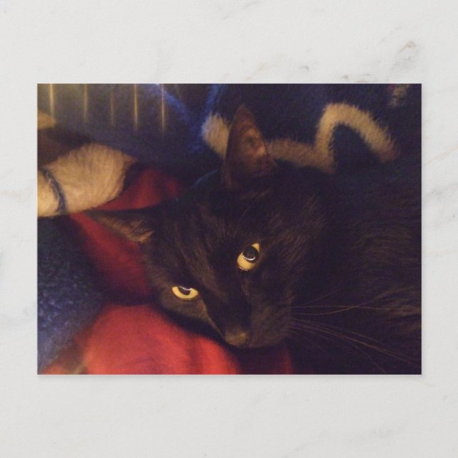 Postal El gato más hermoso del mundo (Anverso)