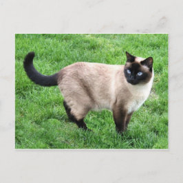 Postal El gato Mascota siamés Purr Meow Kitty Destruye el